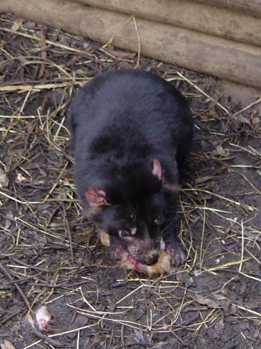 Der berühmte Tasmanische Teufel