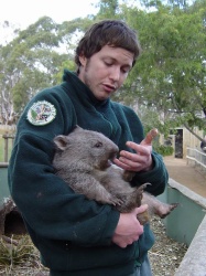 Ein süßer Wombat