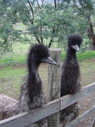 Die Emus bewegen sich sehr aggressiv
