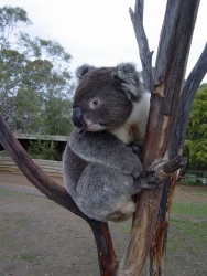 Endlich ein Koala