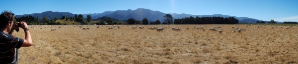 JJ__p_nz-south-sheep.jpg