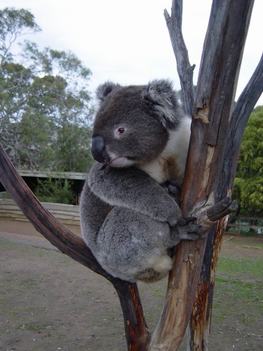 Endlich ein Koala